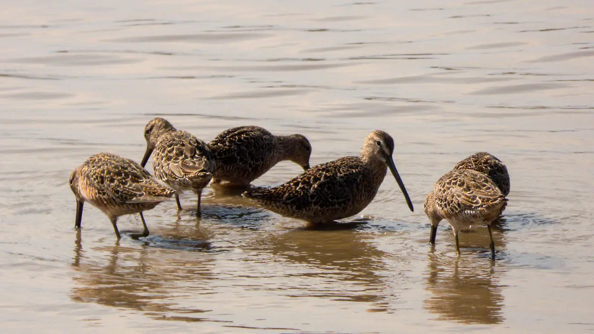 Aves Pátzcuaro 4